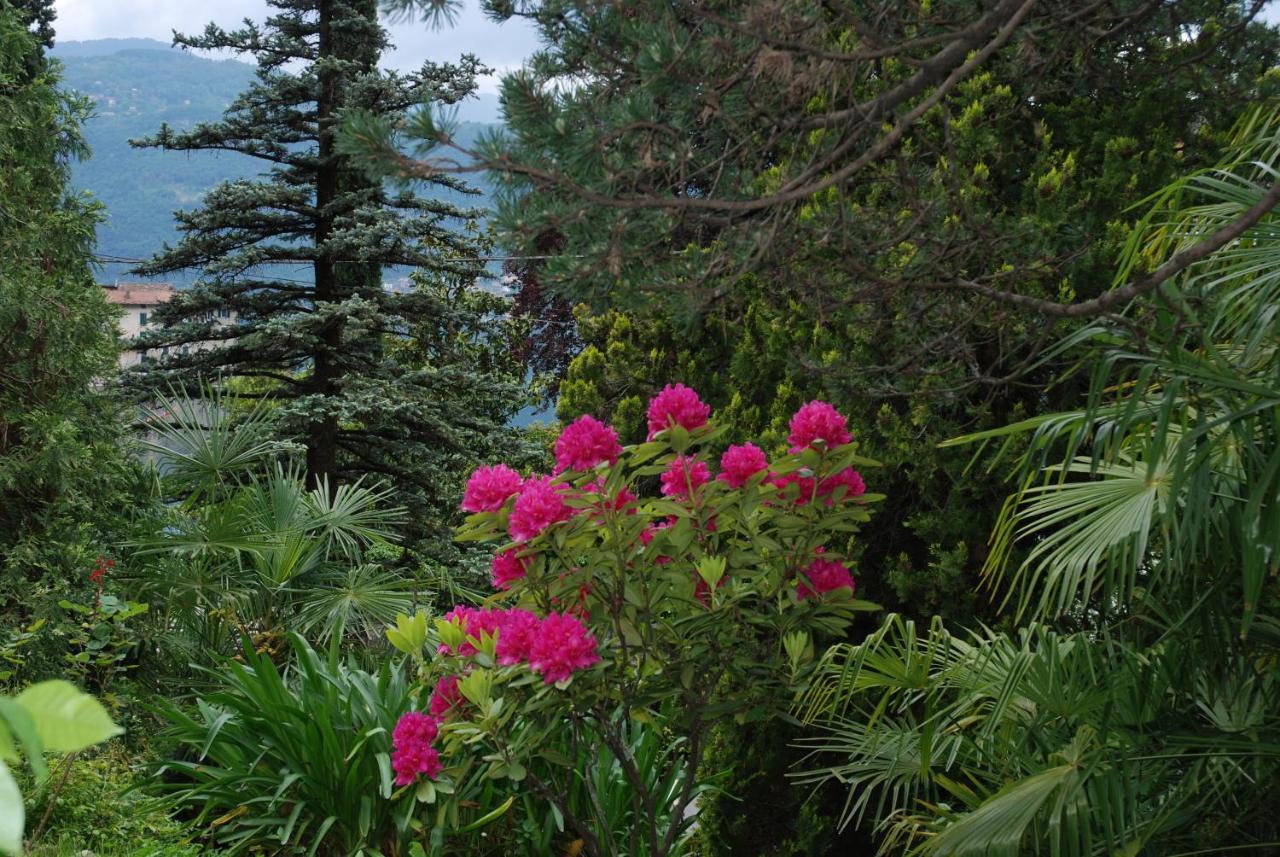 B&B Le Ortensie -Lago Di Como Lierna Exteriör bild
